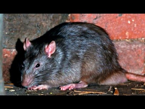 La historia de los ratones