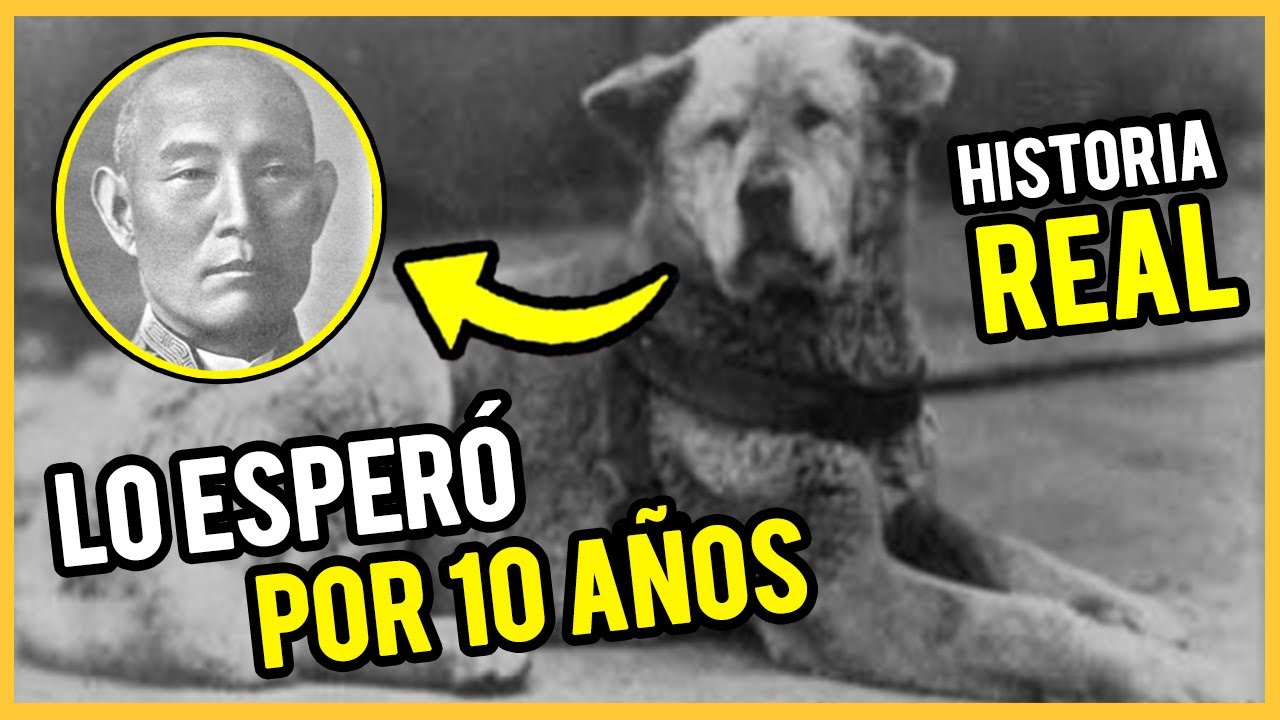 La conmovedora historia de Hachiko