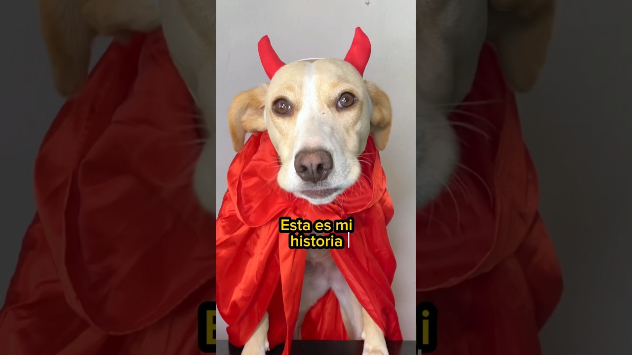 La historia de un perrito adorable