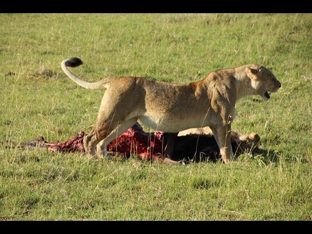 La historia de un safari inolvidable
