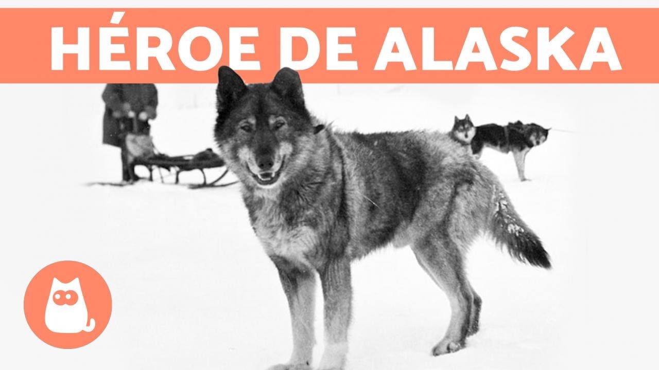 La historia real de Balto