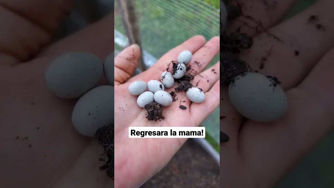 La fascinante historia de la lagartija