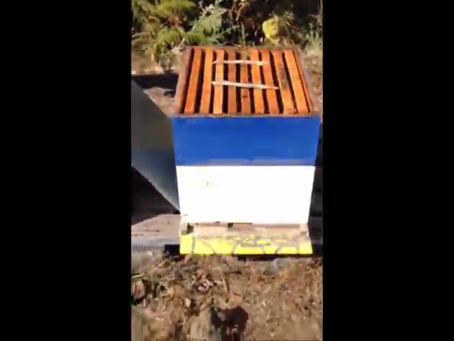 La fascinante historia de las abejas