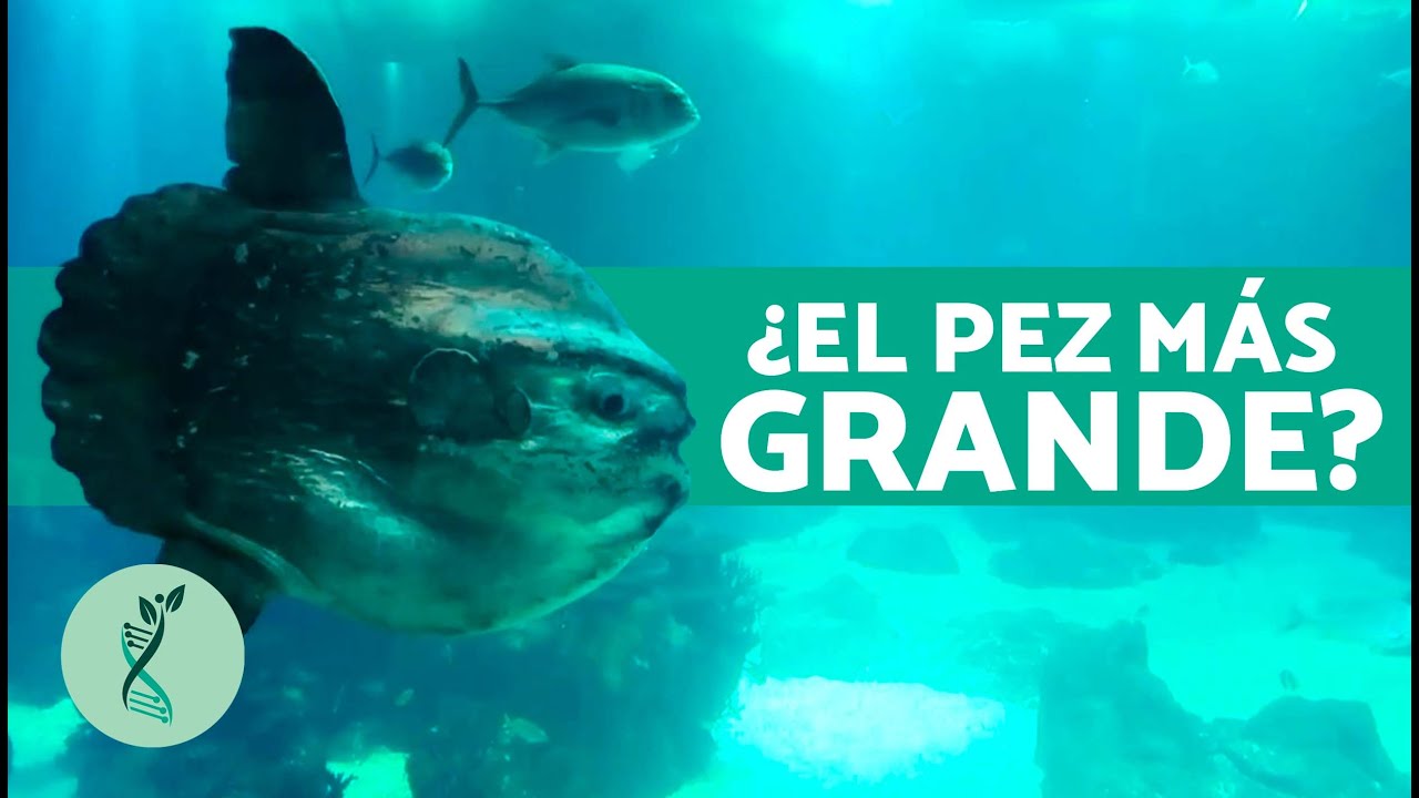 El pez más grande de todos los tiempos