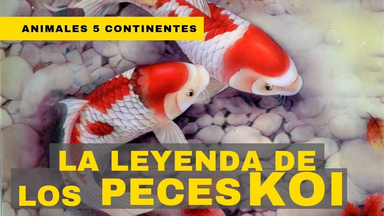 La fascinante historia del pez koi