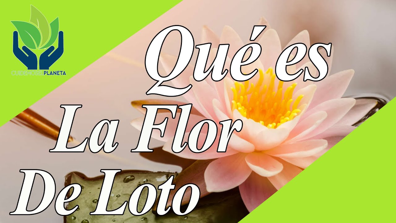 La historia de la flor de loto