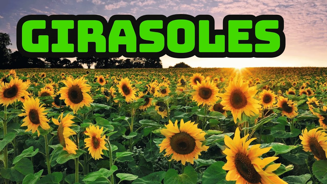 La historia de los girasoles