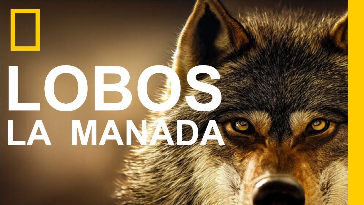 La historia del lobo: un relato fascinante