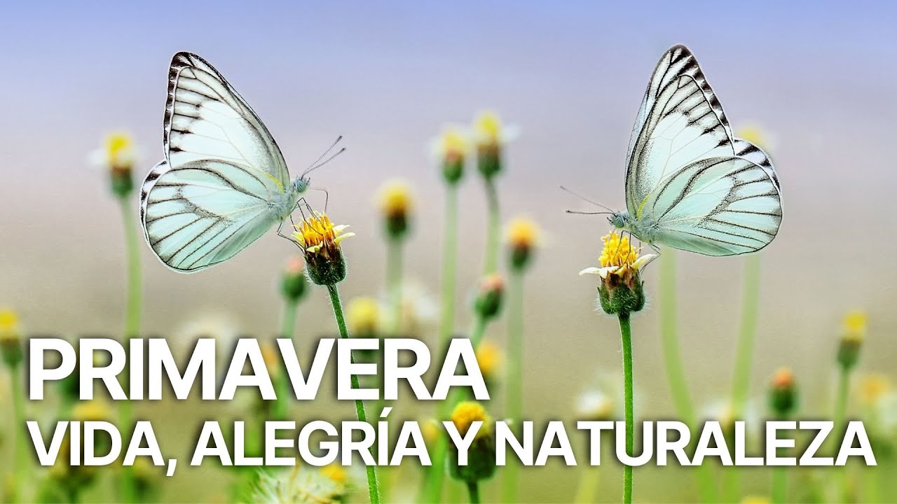 La historia de la primavera: un renacer lleno de color y vida