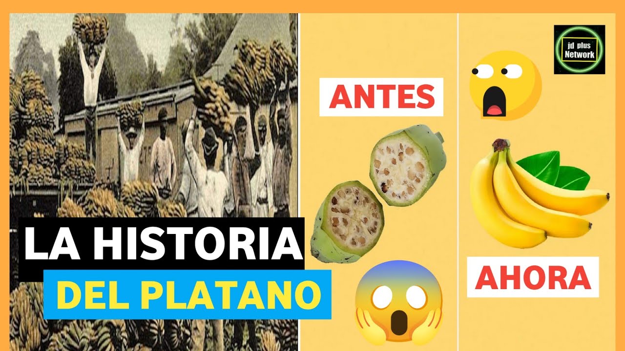 La historia del plátano: desde sus orígenes hasta hoy